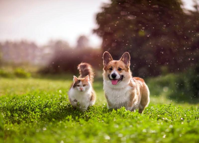 Image of a dog and a cat