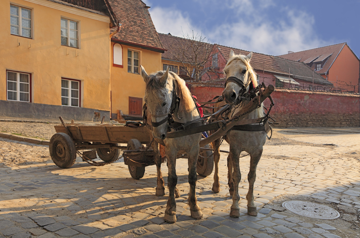 Horses in Transylvania