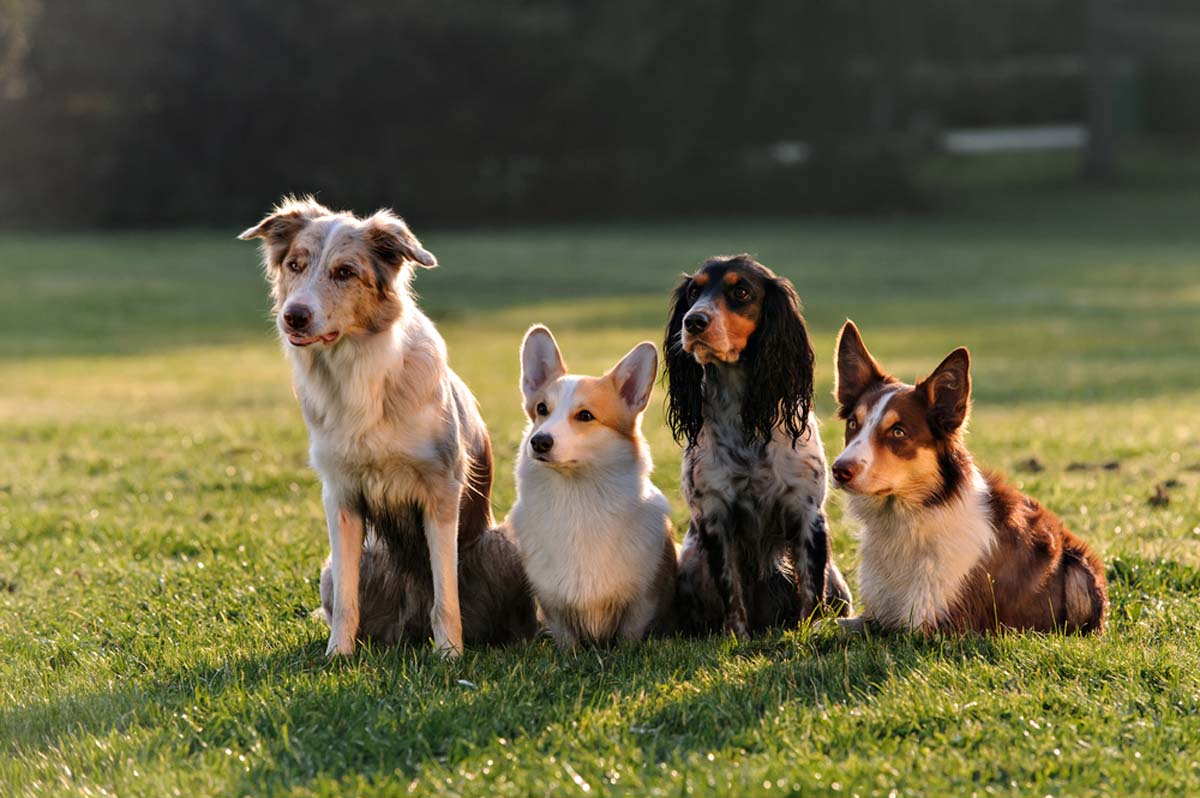 four-dogs-sitting-on-the-grass