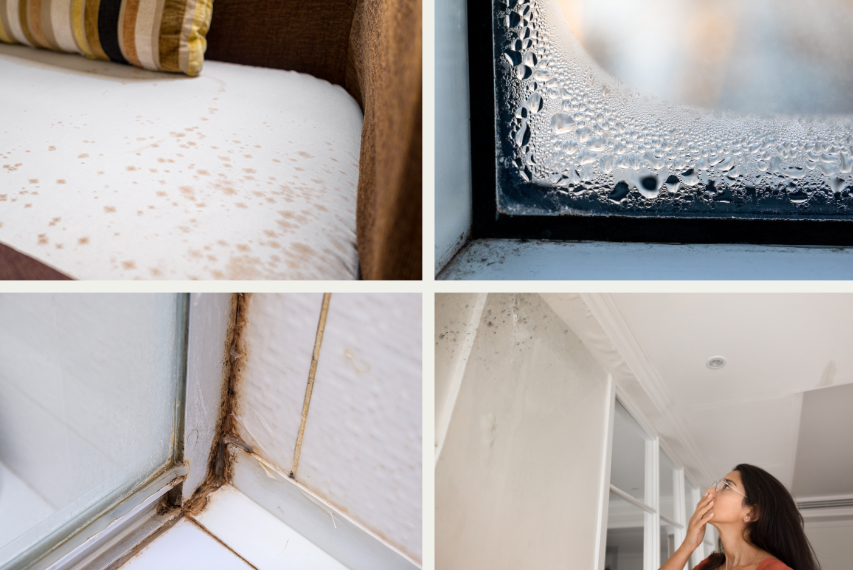 examples of what mould looks like in the home