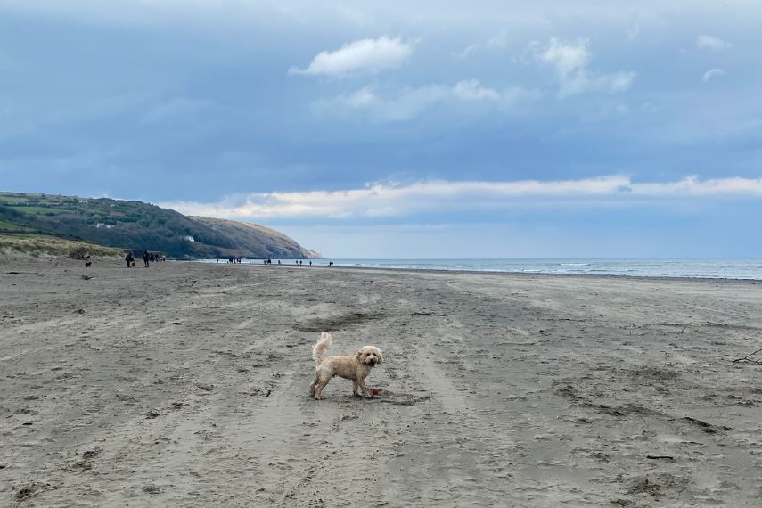 A small white dog standing on a sandy beach