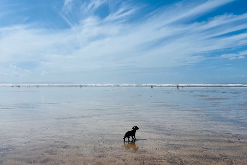 A small sausage dog stood on a wide expanse of beach