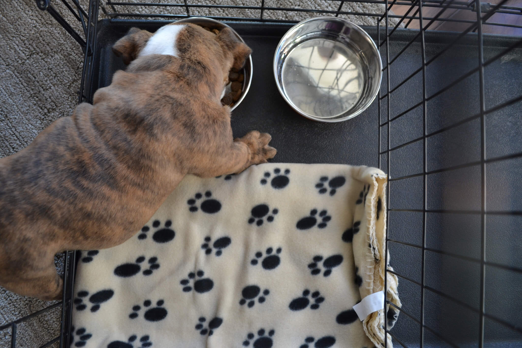 English Bulldog puppy eating in his crate