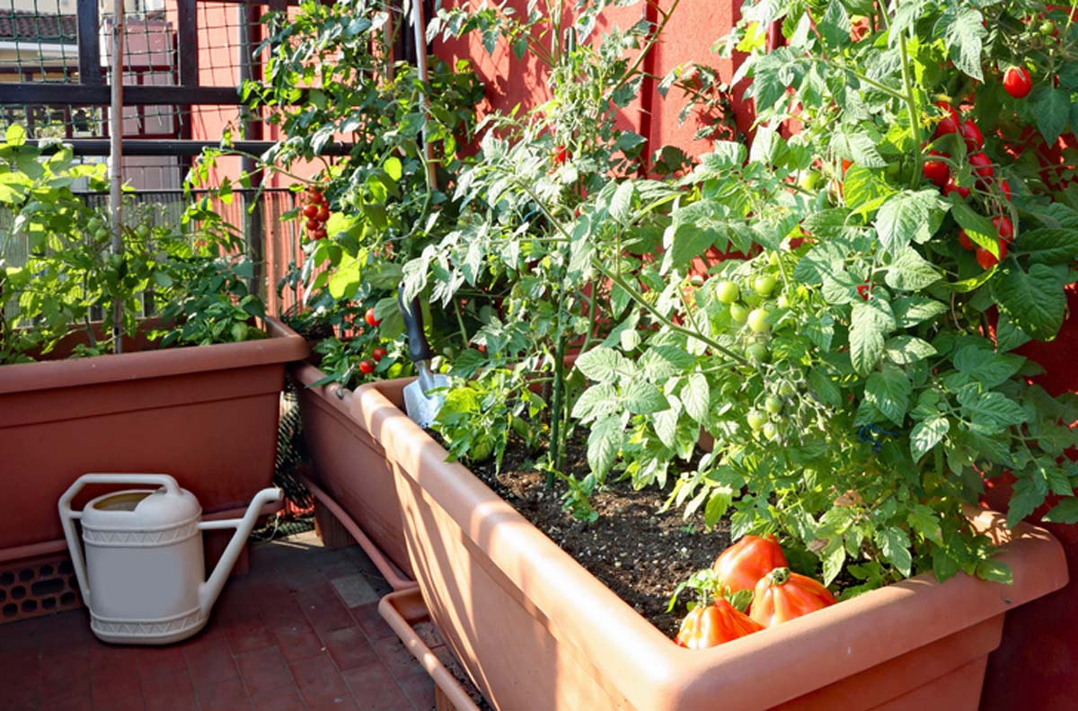 Growing tomatoes in garden