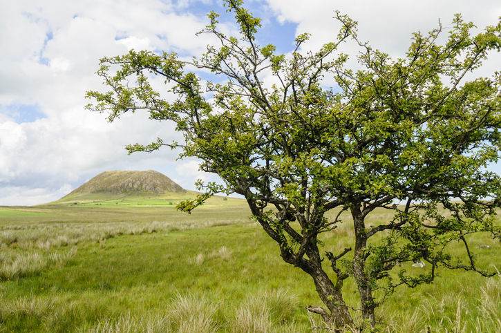 Slemish Mountain