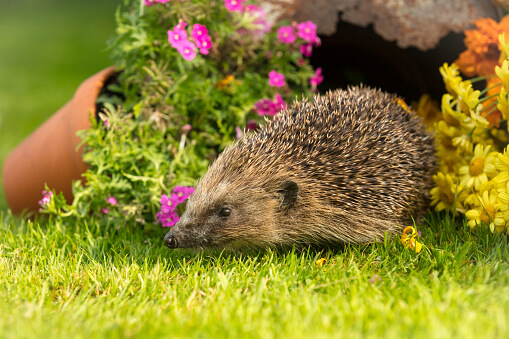 Attract wildlife to your garden