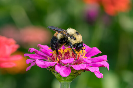 Plant bee friendly flowers