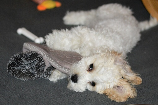 Puppies like to chew