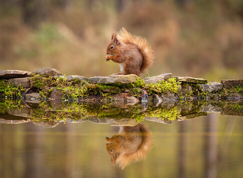 Red squirrel watching
