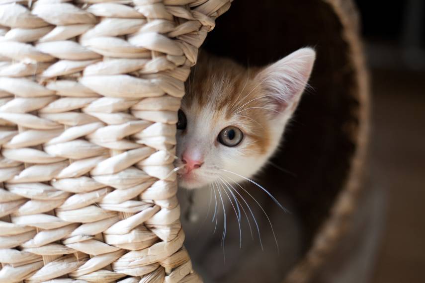 Image of a kitten hiding in the home.