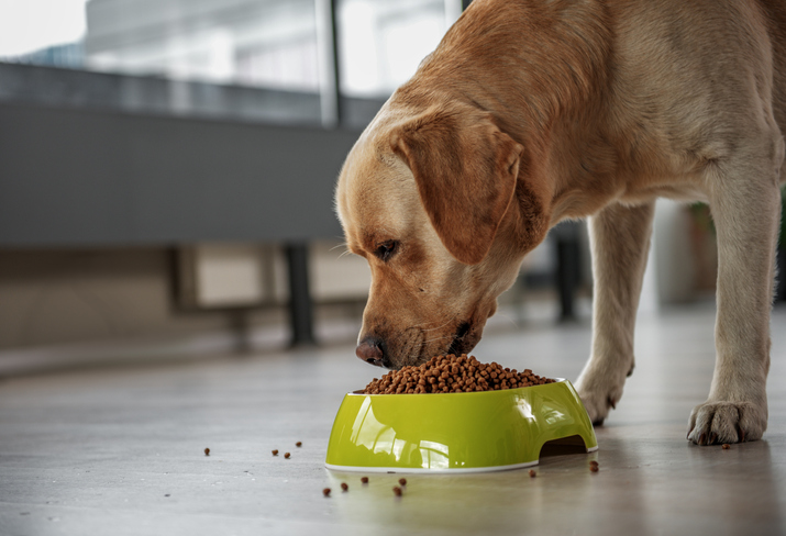 dog-food