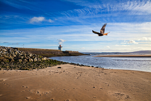 Red kite watching