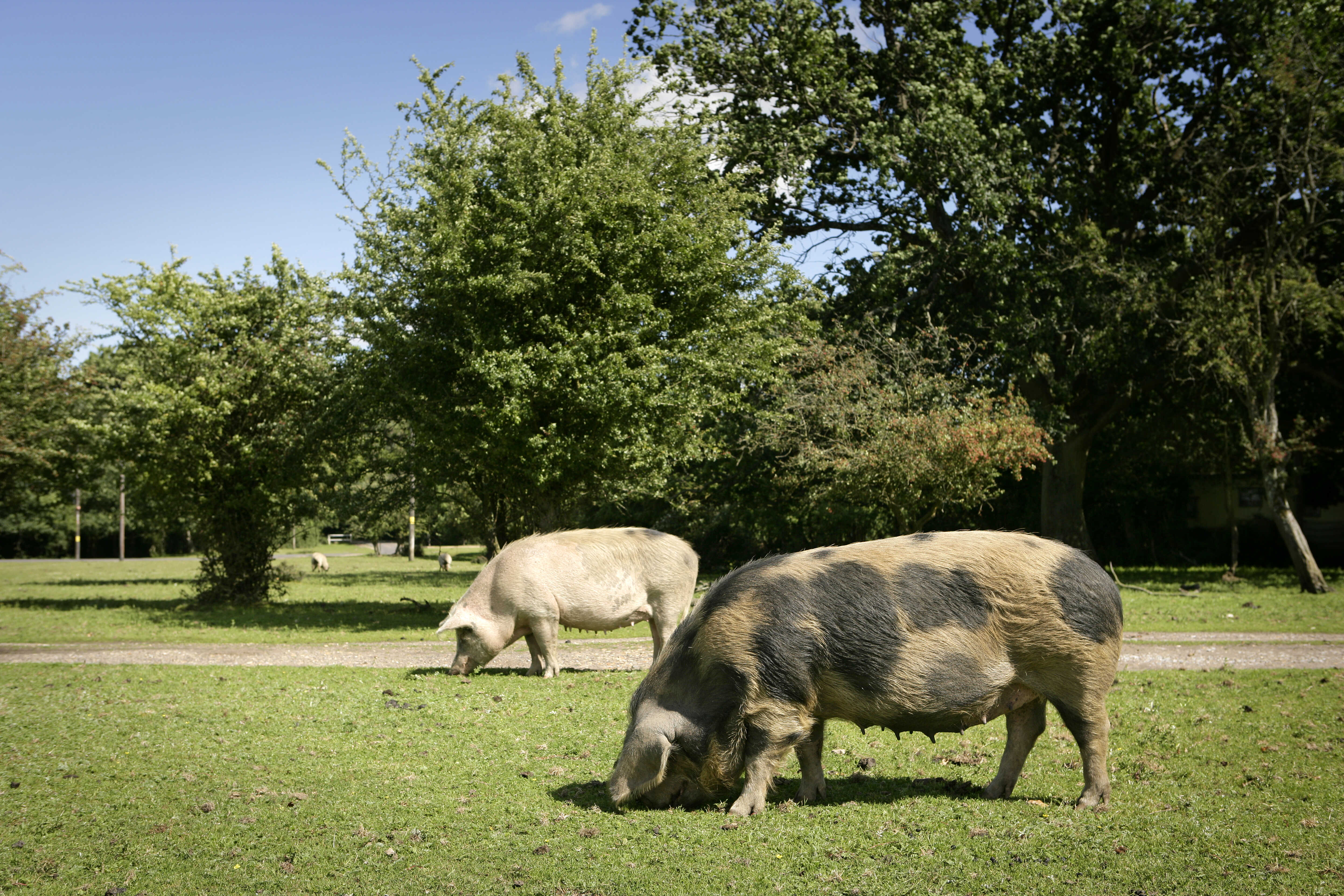 Pigs in New Forest