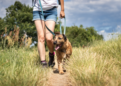 Someone walking a dog on a lead through fields