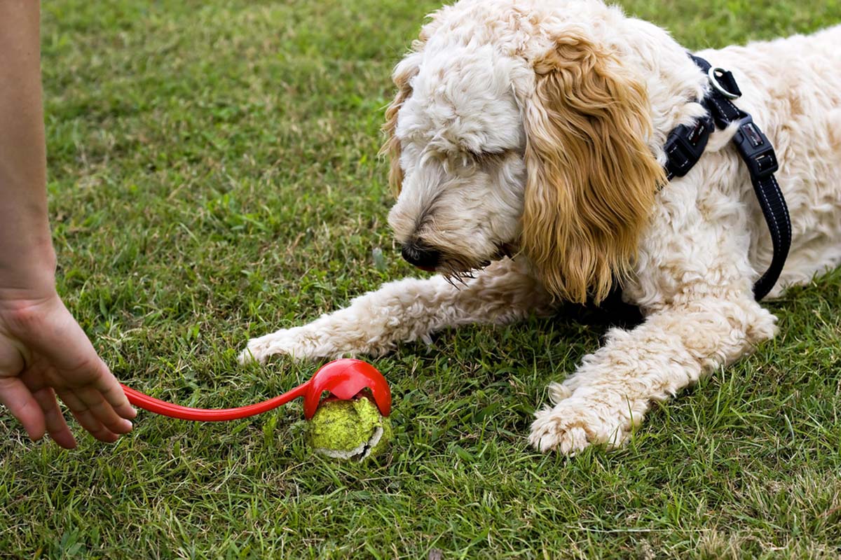 dog-and-ball-launcher