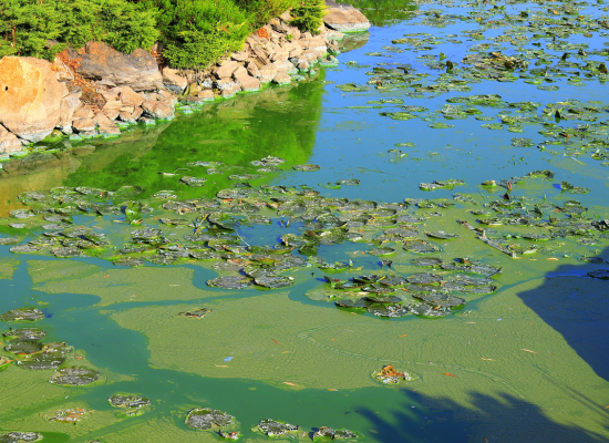 picture of blue-green algae in lake