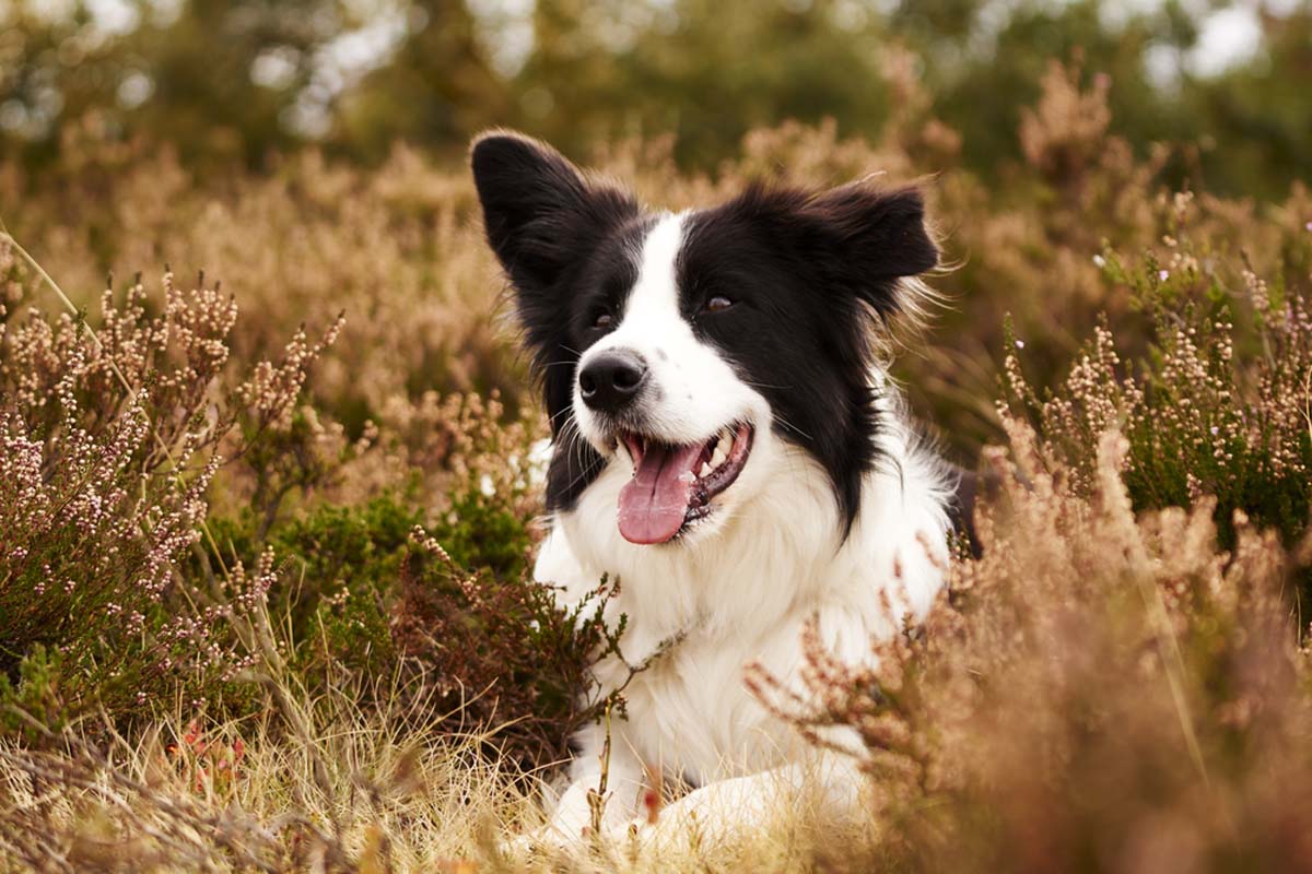 border-collie-sitting-in-heather