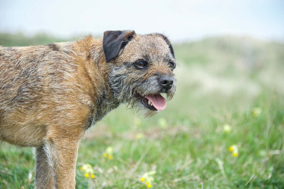 border-terrier-standing-on-grass