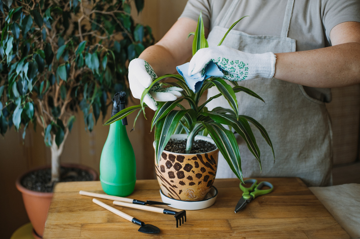 caring for house plants