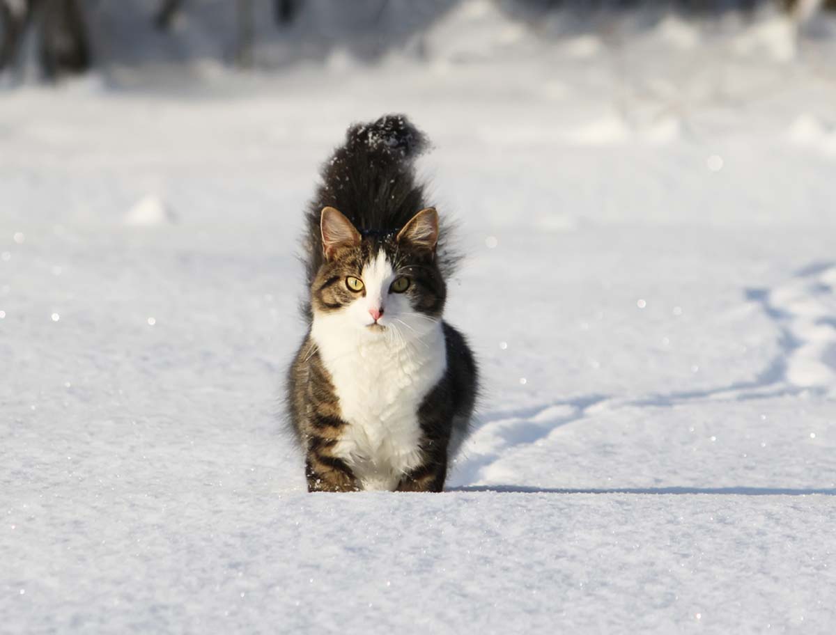 cat-walking-through-snow