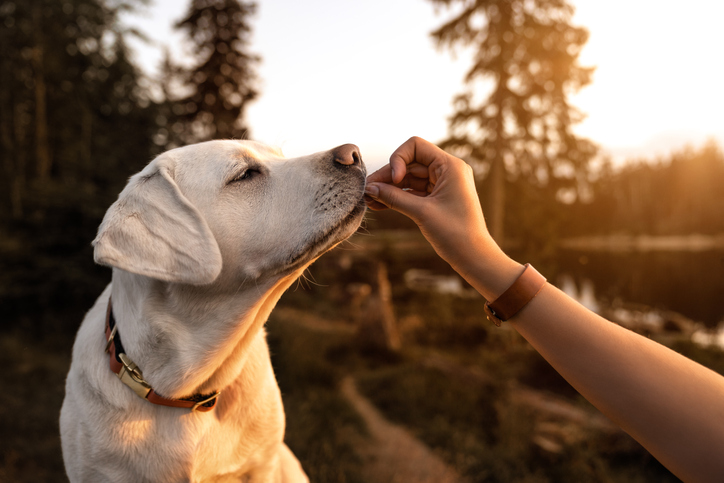 dog-being-rewarded-with-a-treat