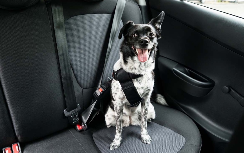 dog strapped in the back seat of a car