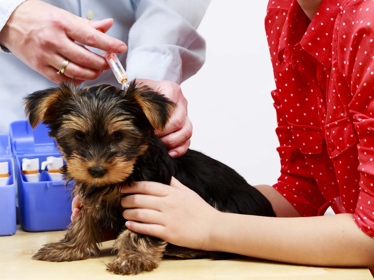 a-yorkshire-terrier-puppy-getting-vaccinated