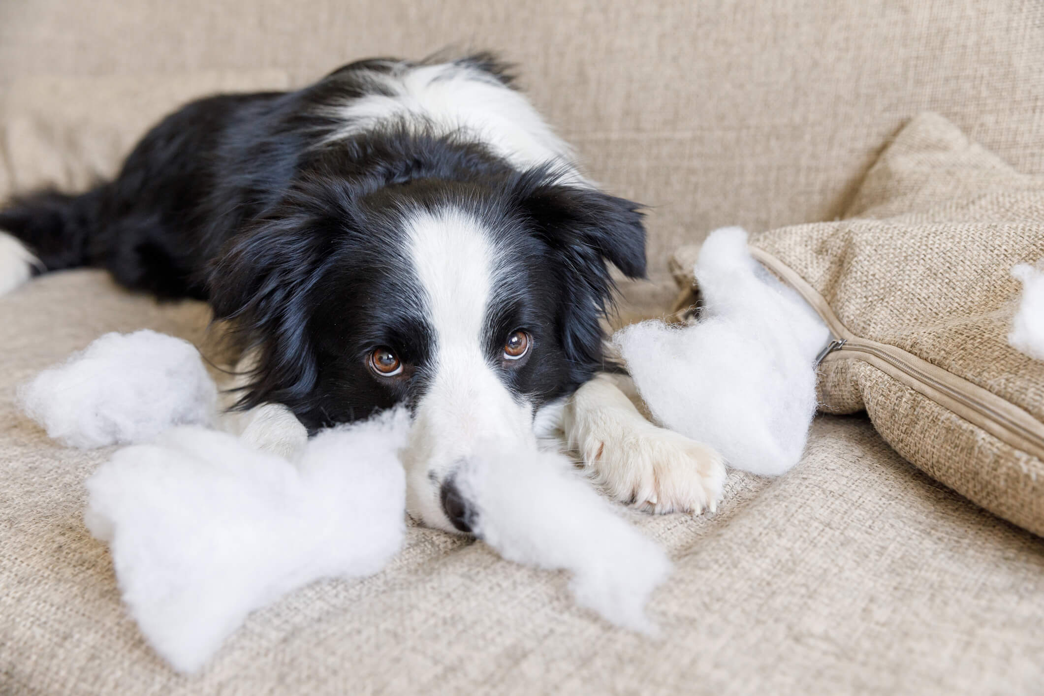 collie dog with chewed cushion