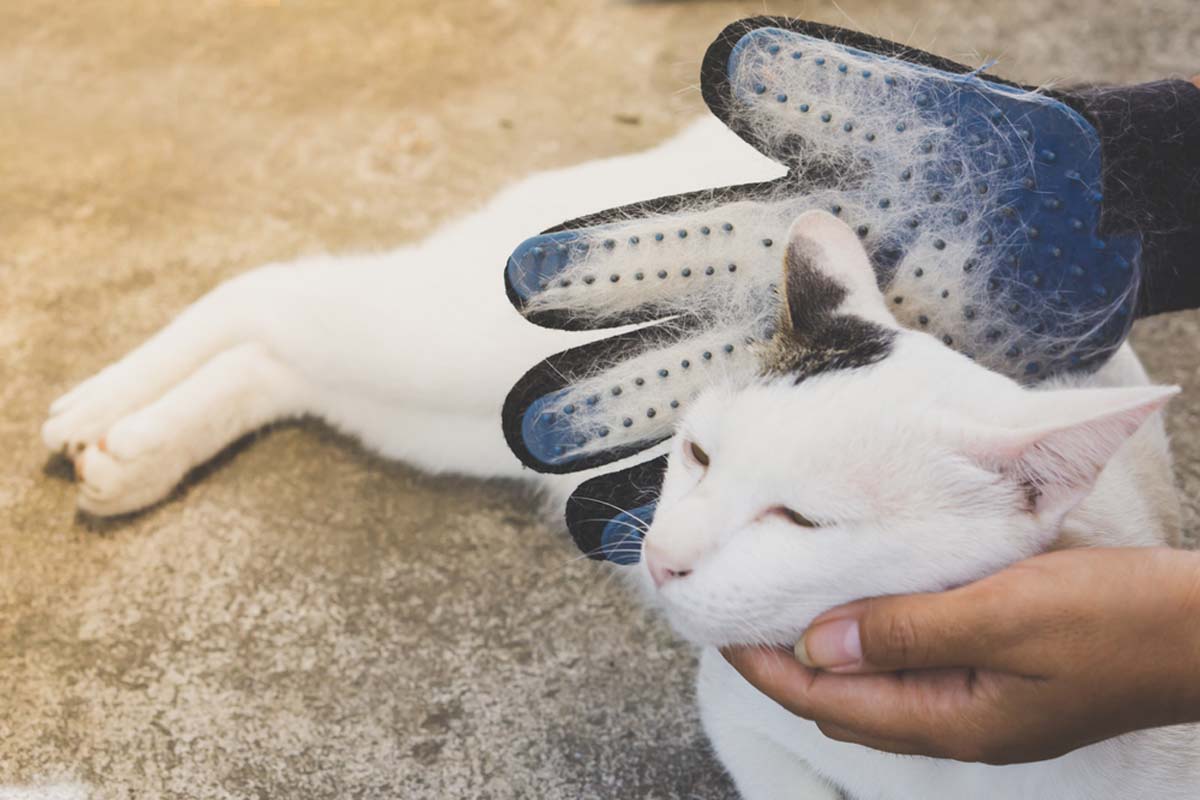 cat-and-grooming-mitt