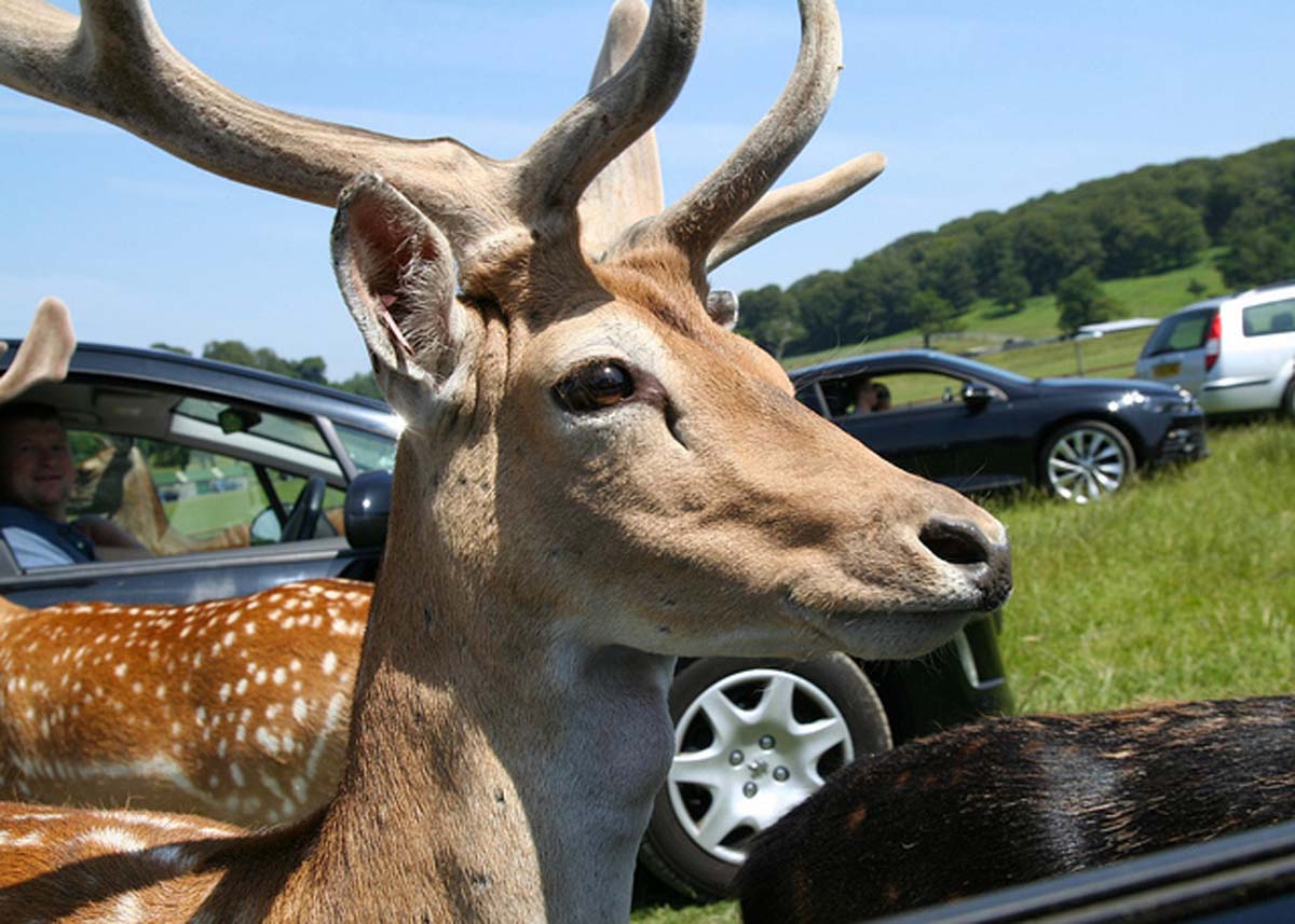 an-antelope-in-longleat-safari-park