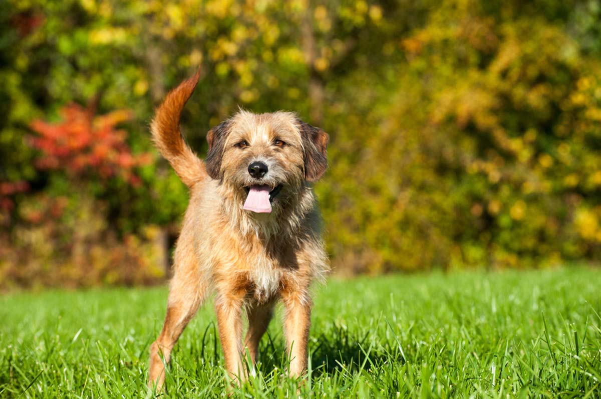 mixed-breed-dog-standing-on-grass