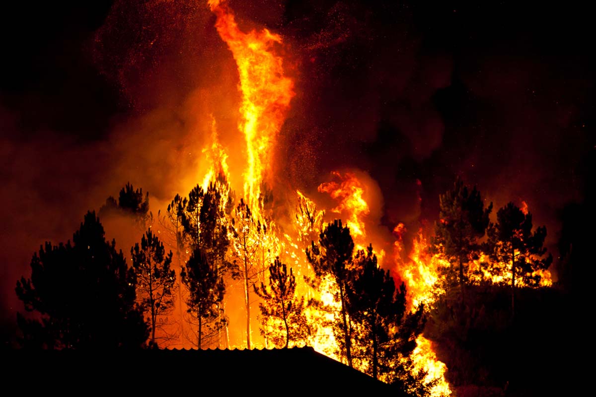 wild-fire