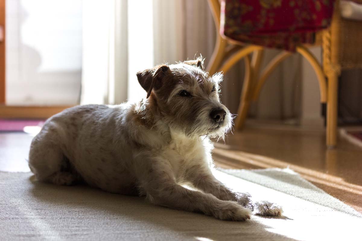older-dog-sitting-in-the-sun