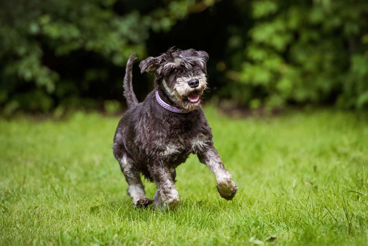 an-older-dog-running