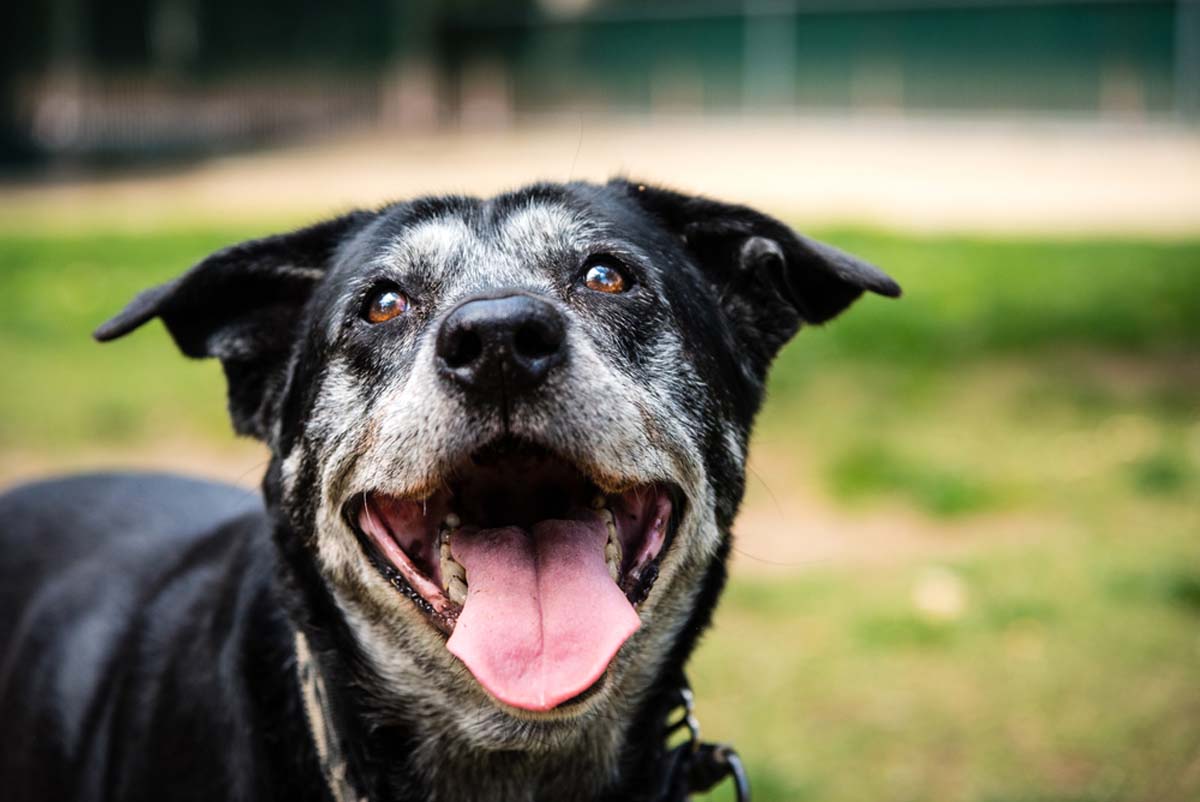 happy-older-dog
