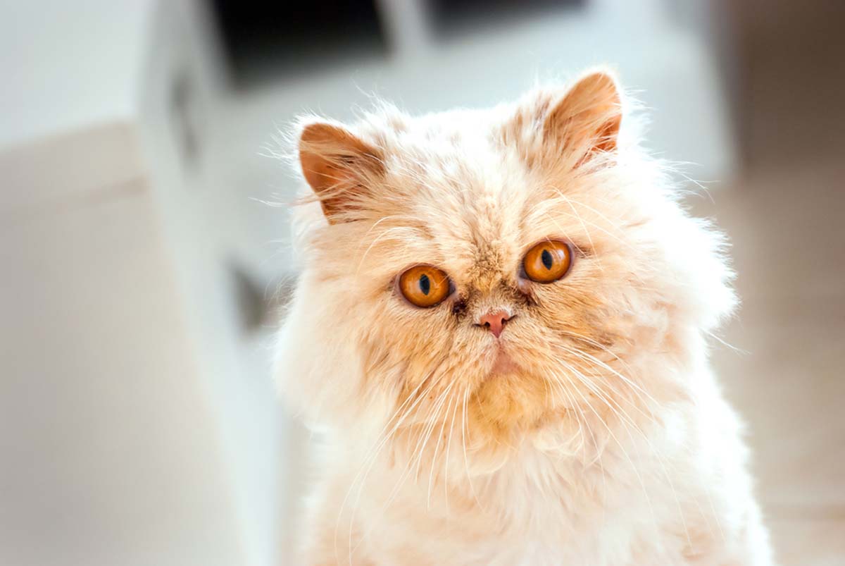 persian-cat-close-up