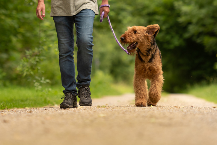 person taking airedale terrier for a walk
