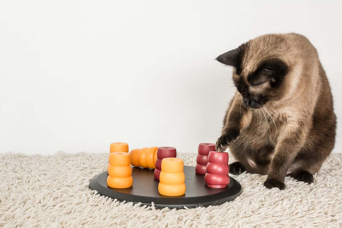 cat-with-pet-puzzle