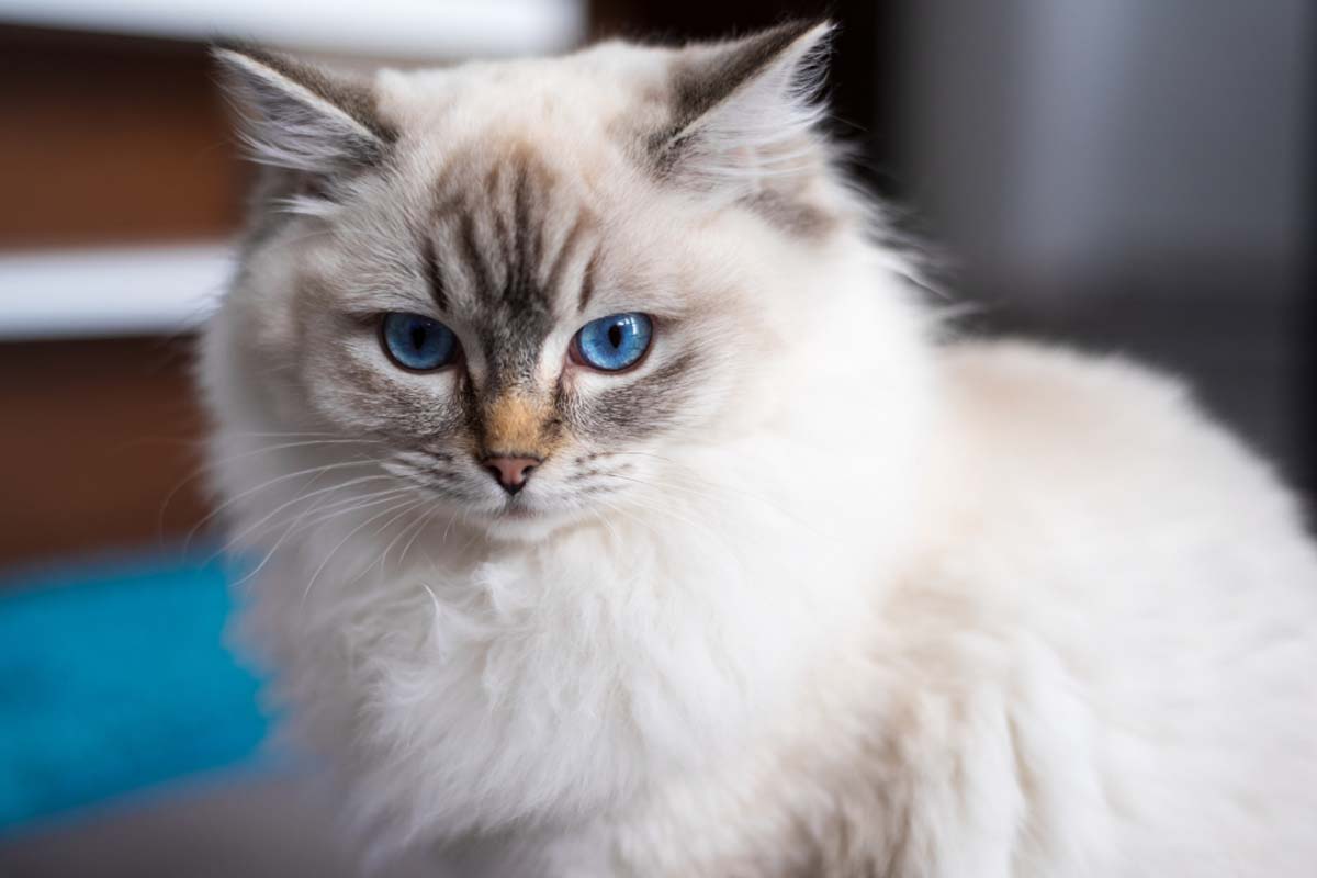 ragdoll-cat-close-up