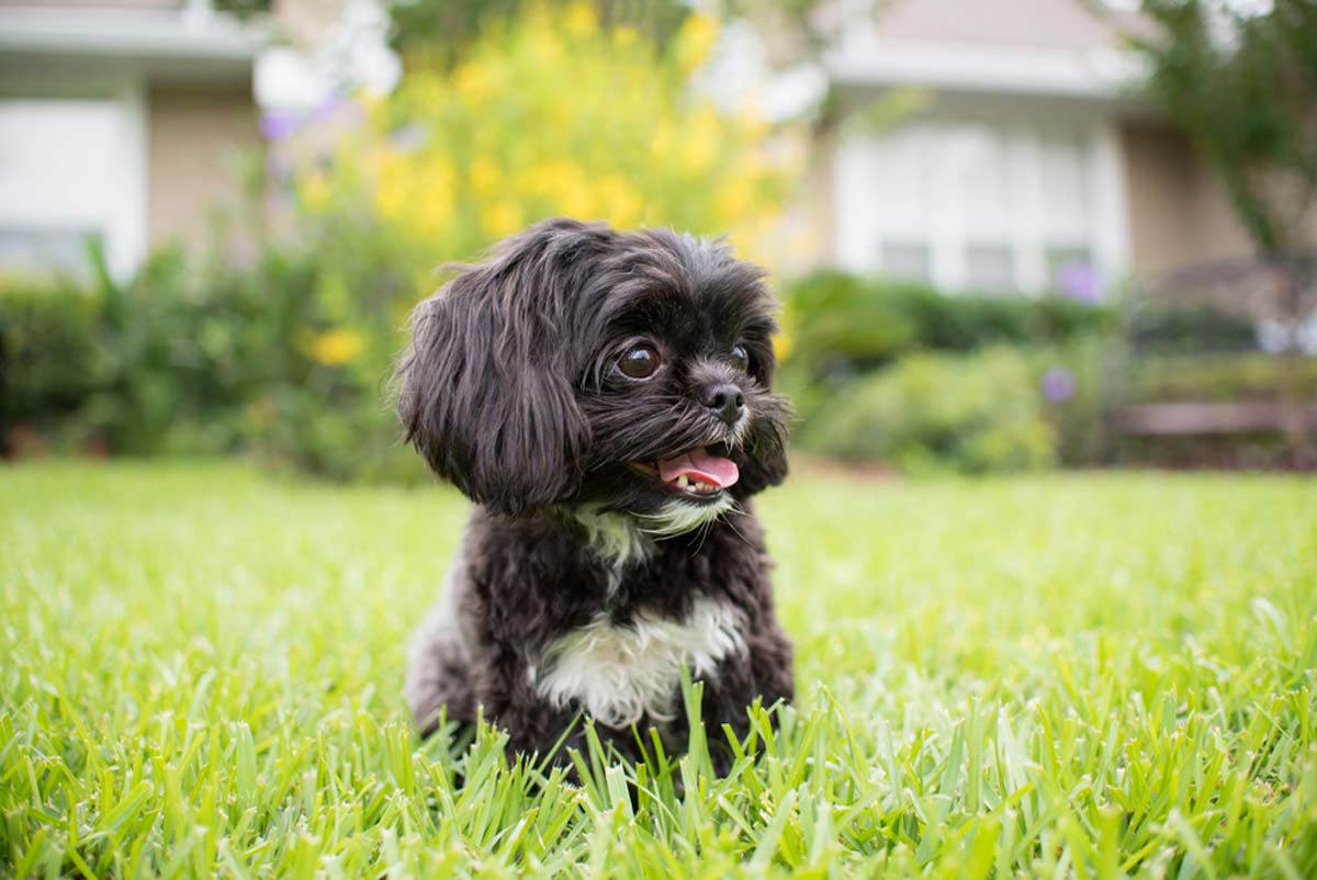 shih-tzu-dog-sitting-in-the-grass