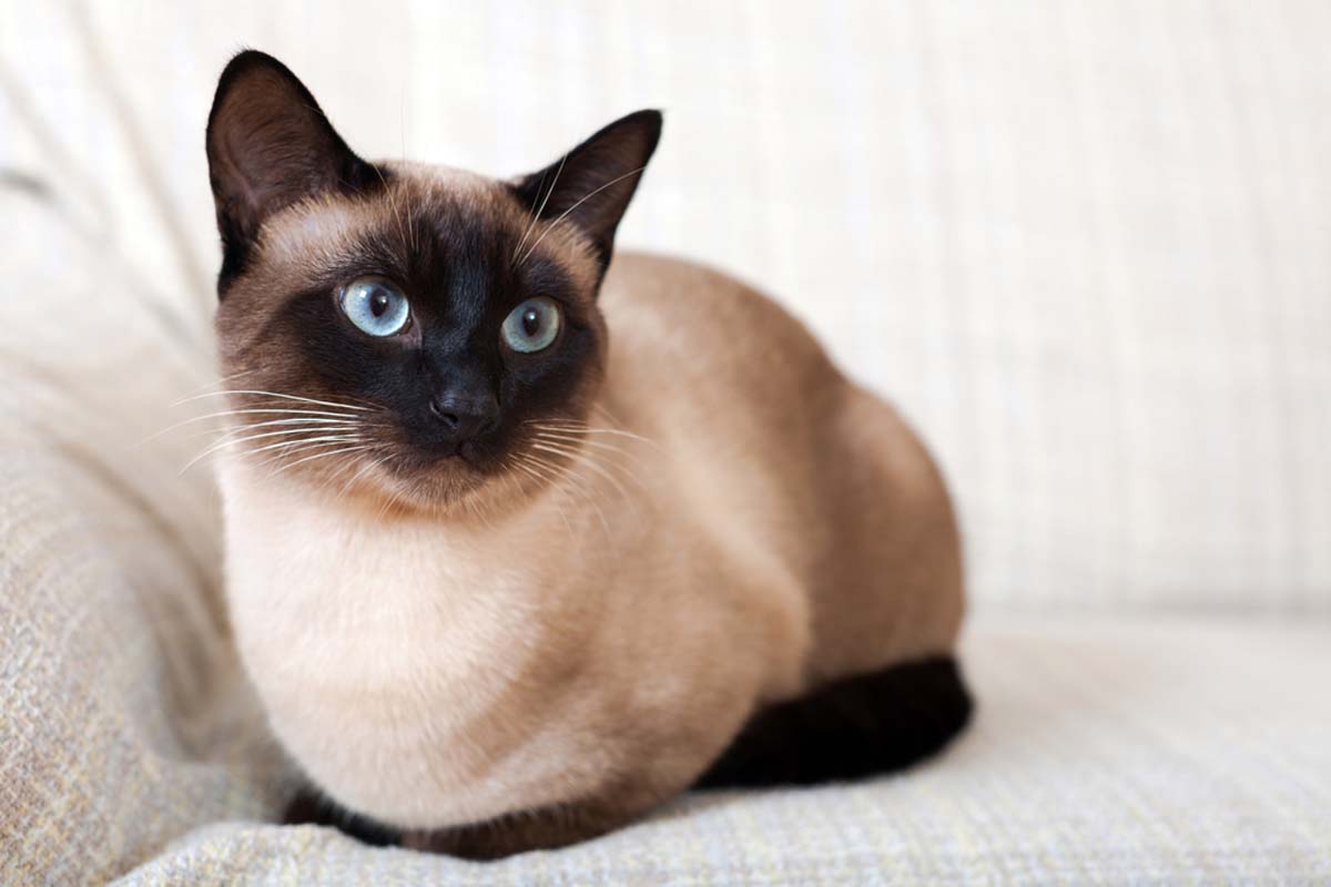 siamese-cat-sitting-on-a-sofa