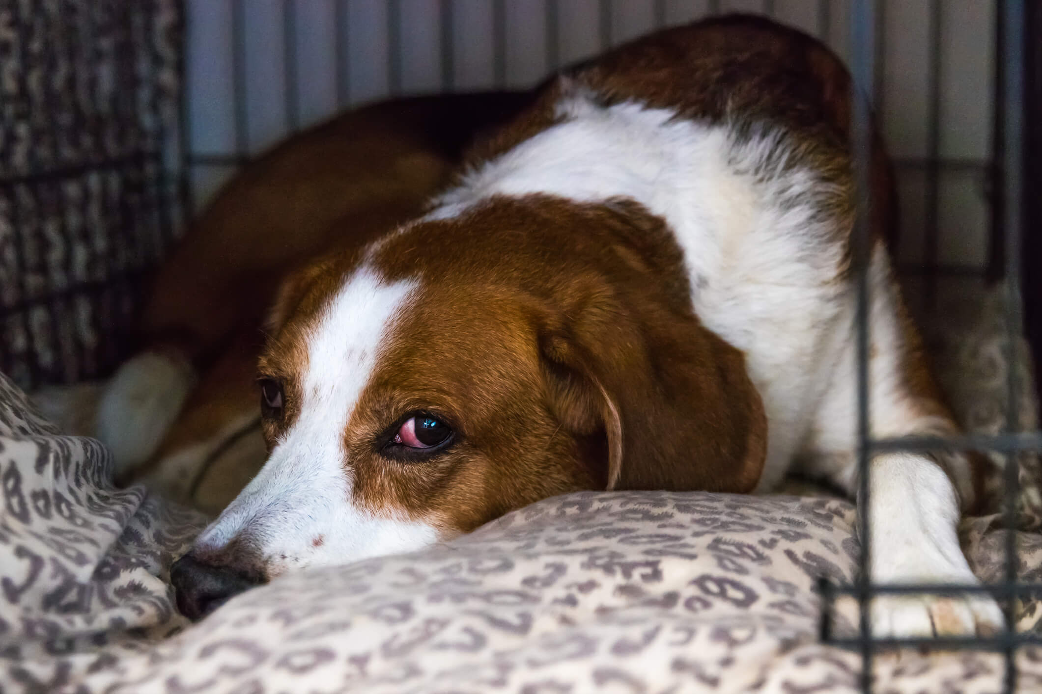 tired dog relaxing in cosy crate