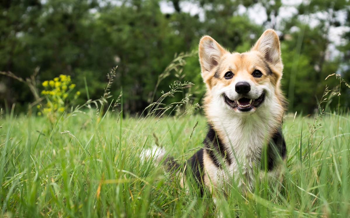 welsh-corgi-sitting-in-long-grass