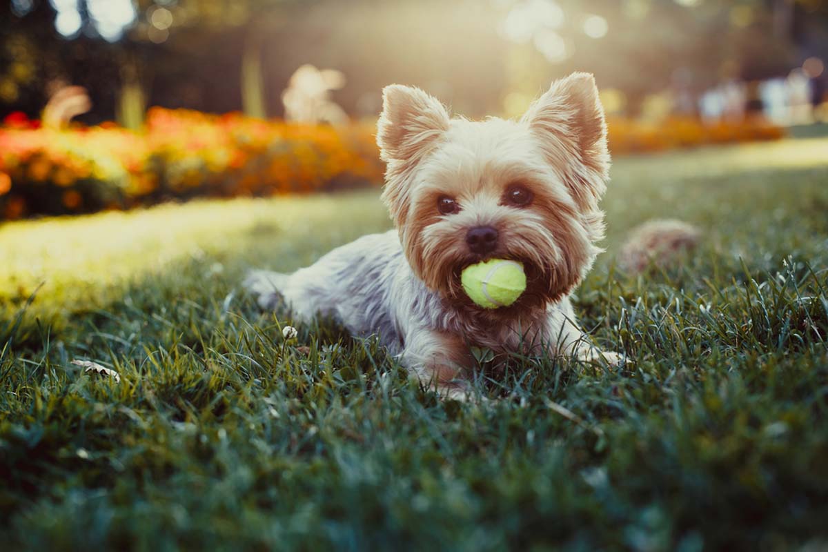 yorkshire-terrier-with-ball-in-its-mouth