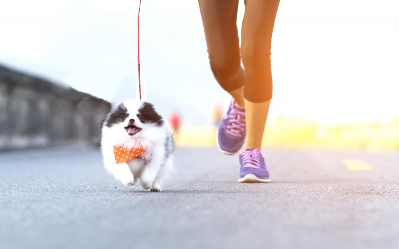 How to keep your pet fit and healthy