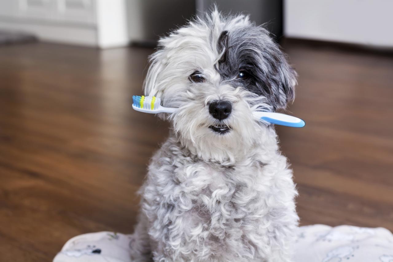 Dental cover for pets