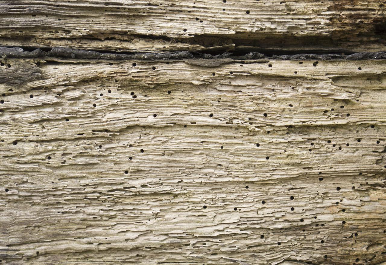 How to get rid of woodworm Admiral