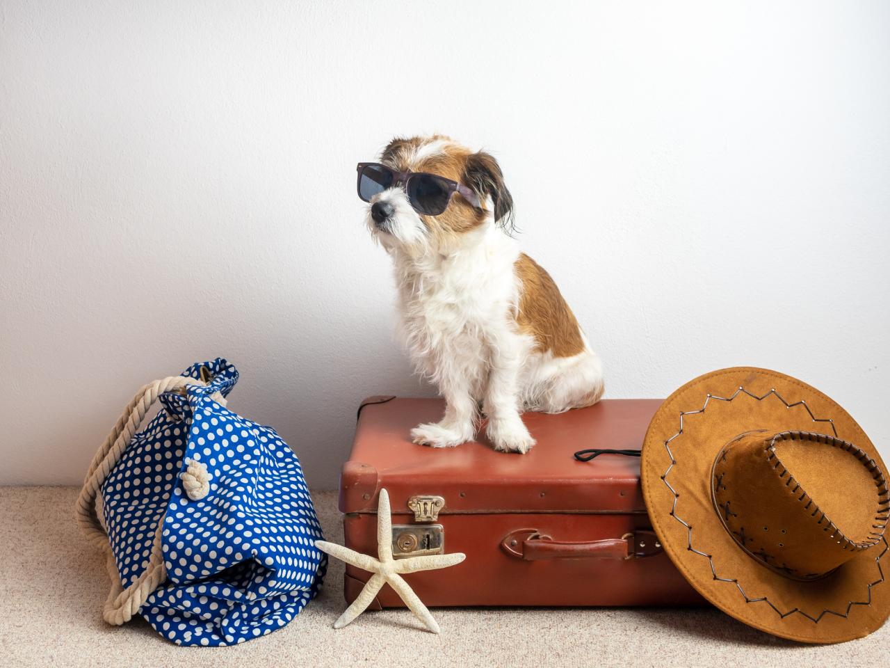 How to get a pet passport