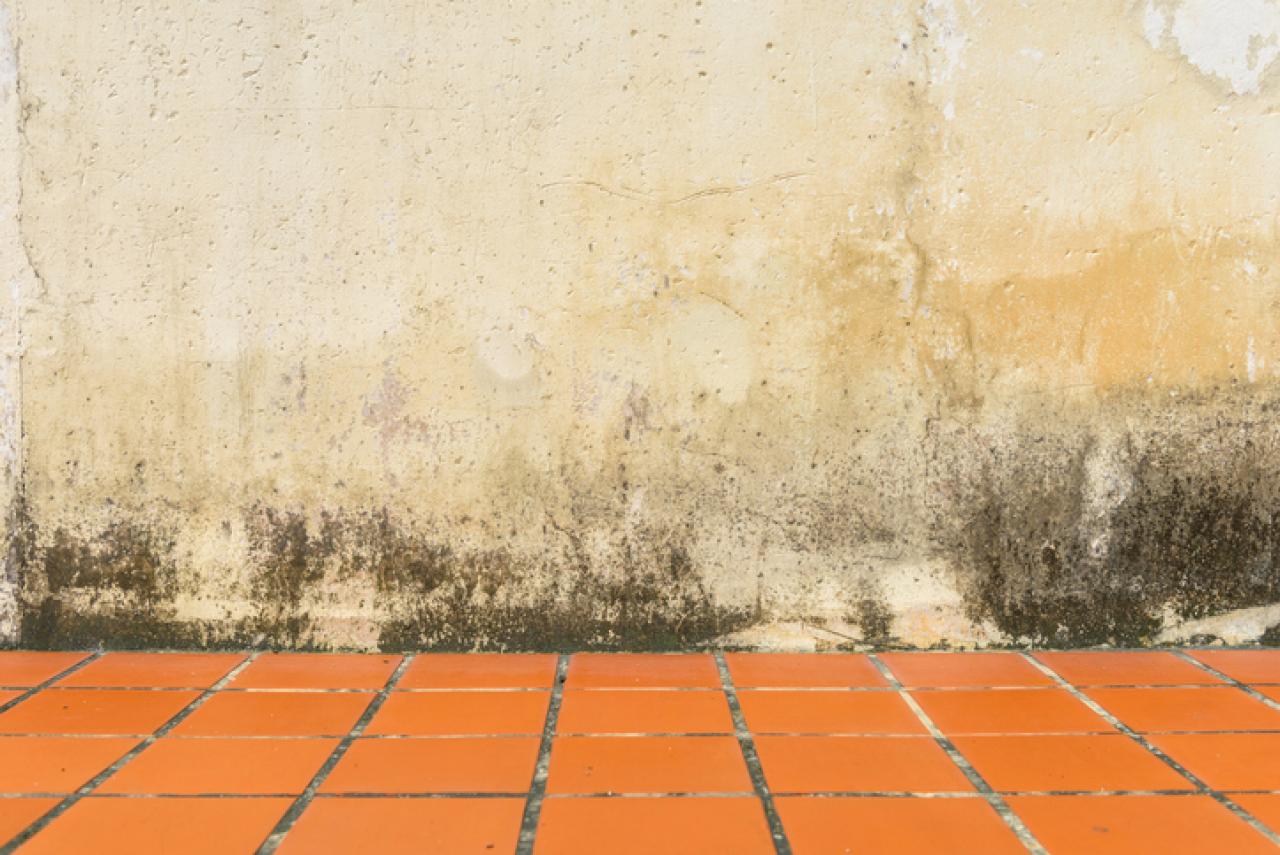 Sorting out rising damp