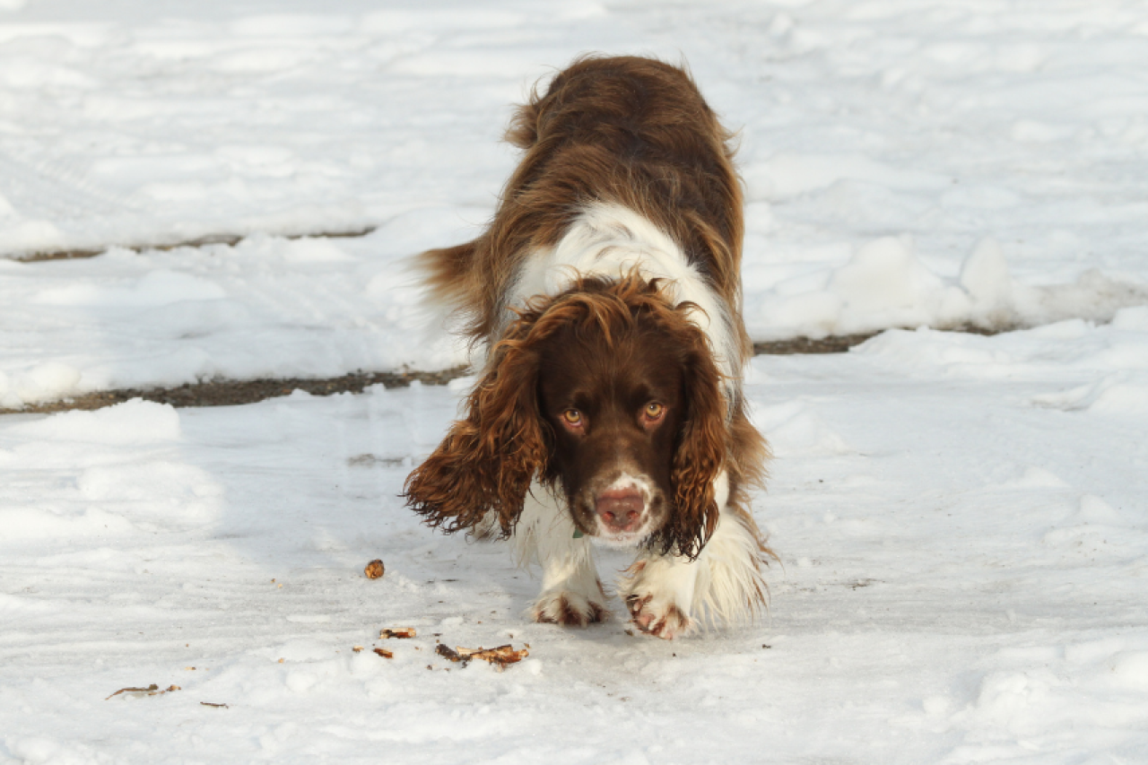 Keeping dogs safe in winter
